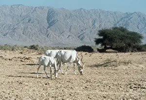 Survival: ADDAX