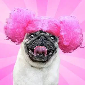 Wigs: Dog
