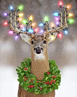 Virginianus: Deer