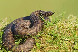 Berus: Adder - basking in evening sun