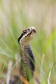 Adder: Adder - female - UK