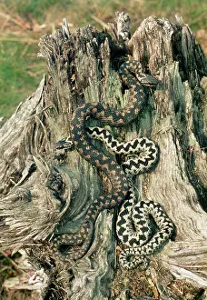 Adders: Adder - male & female courting