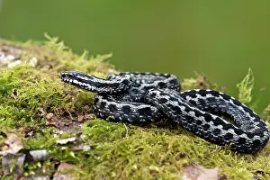 Adders: Adder - male - resting on mossy log
