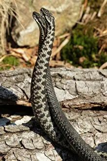 Attack: Adder seeing two snakes in a commentary fight in