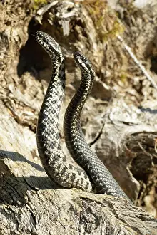 Attack: Adder seeing two snakes in a commentary fight in