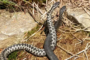 Attack: Adder two snakes in a commentary fight in front