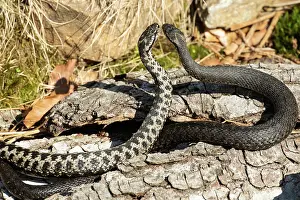 Attack: Adder two snakes in a commentary fight on a tree