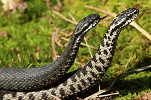 Attack: Adder two snakes with outstretched tongues in commentary