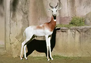 Ruficollis: Addra / Dama / Red-shouldered / Red-necked GAZELLE