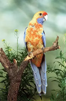 Rosella: Adelaide Rosella