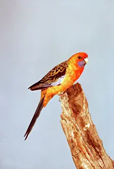 Parakeet: ADELAIDE ROSELLA