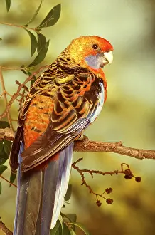 Rosella: Adelaide Rosella - cock / male