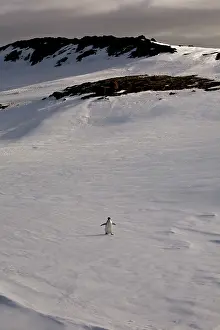 Bransfield: Adelie Penguin