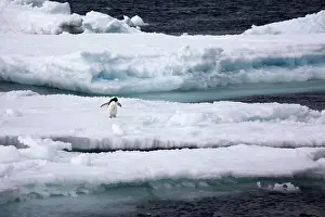 Larsen: Adelie Penguin