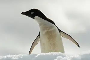Antartica: Adelie Penguin