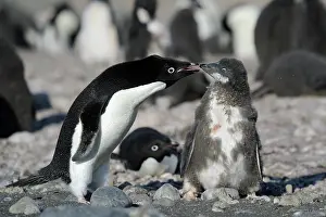 Ad Lie: Adelie Penguin