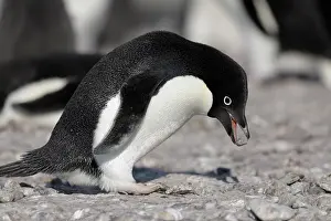 Adare: Adelie Penguin