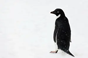 Adeliae: Adelie Penguin