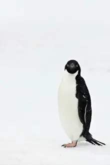 Adeliae: Adelie Penguin