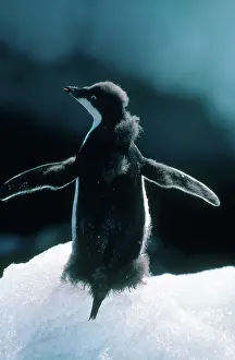 Moulting: Adelie Penguin