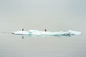 Adeliae: Adelie Penguin
