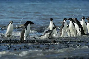Adeliae: Adelie Penguin