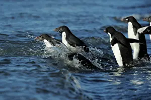 Adeliae: Adelie Penguin