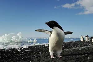 Adeliae: Adelie Penguin