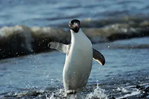 Adeliae: Adelie Penguin
