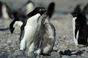 Adeliae: Adelie Penguin