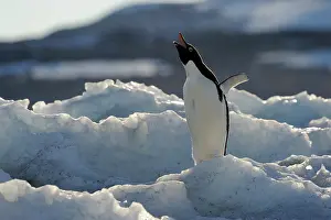 Adeliae: Adelie Penguin