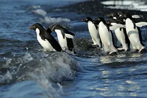 Adeliae: Adelie Penguin