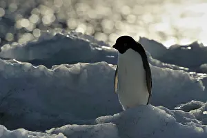 Adeliae: Adelie Penguin