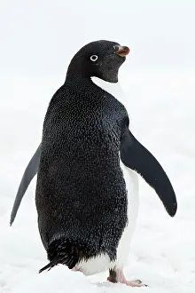 Adeliae: Adelie Penguin