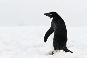 Adeliae: Adelie Penguin