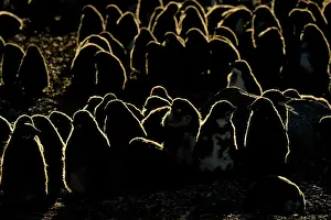 Adeliae: Adelie Penguin
