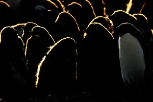 Adeliae: Adelie Penguin