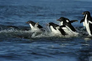 Spheniscidae: Adelie Penguin