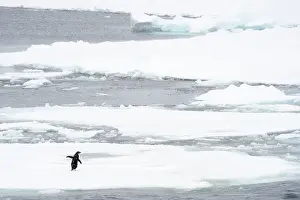 Lonesome: Adelie Penguin