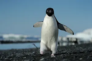 Spheniscidae: Adelie Penguin