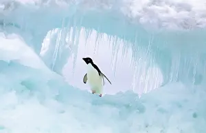 Kallen Marc Ferrero: Adelie Penguin
