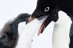 Regurgitating: Adelie Penguin adult feeding chick