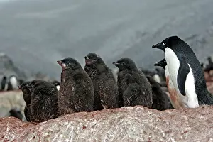 Gourdin: Adelie Penguin - adult & young - Gourdin Island - Antarctic