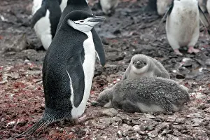 Hannah: Adelie Penguin - Adult and young - Hannah Point