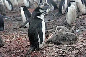 Hannah: Adelie Penguin - Adult and young - Hannah Point