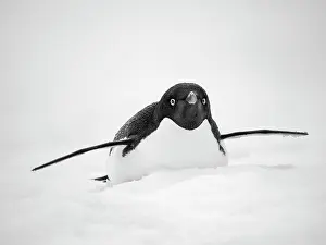 Hemisphere: Adelie penguin. Antarctica, Antarctic Peninsula