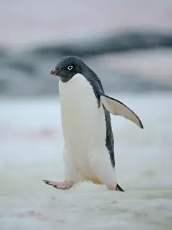 Hemisphere: Adelie penguin. Antarctica, Antarctic Peninsula