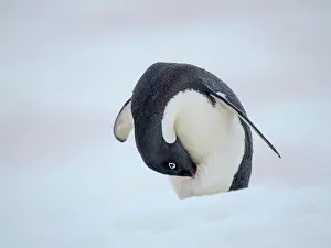 Hemisphere: Adelie penguin, colored snow due to growth of ice