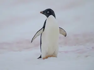 Hemisphere: Adelie penguin, colored snow due to growth of ice