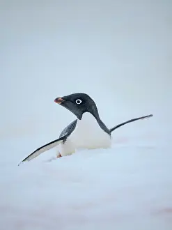 Hemisphere: Adelie penguin, colored snow due to growth of ice